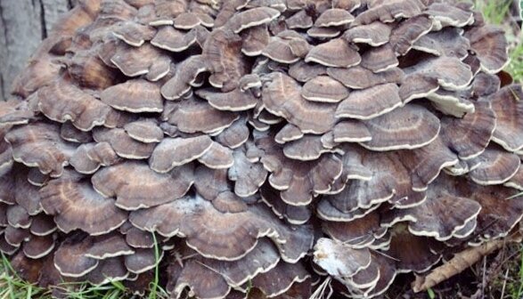 Грифола курчавая.