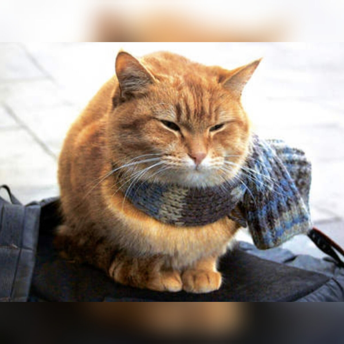 Фрагмент обложки книги "Уличный кот по имени Боб"/www.litres.ru