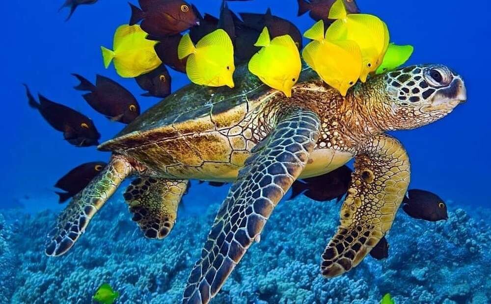 Это зеленая морская черепаха.