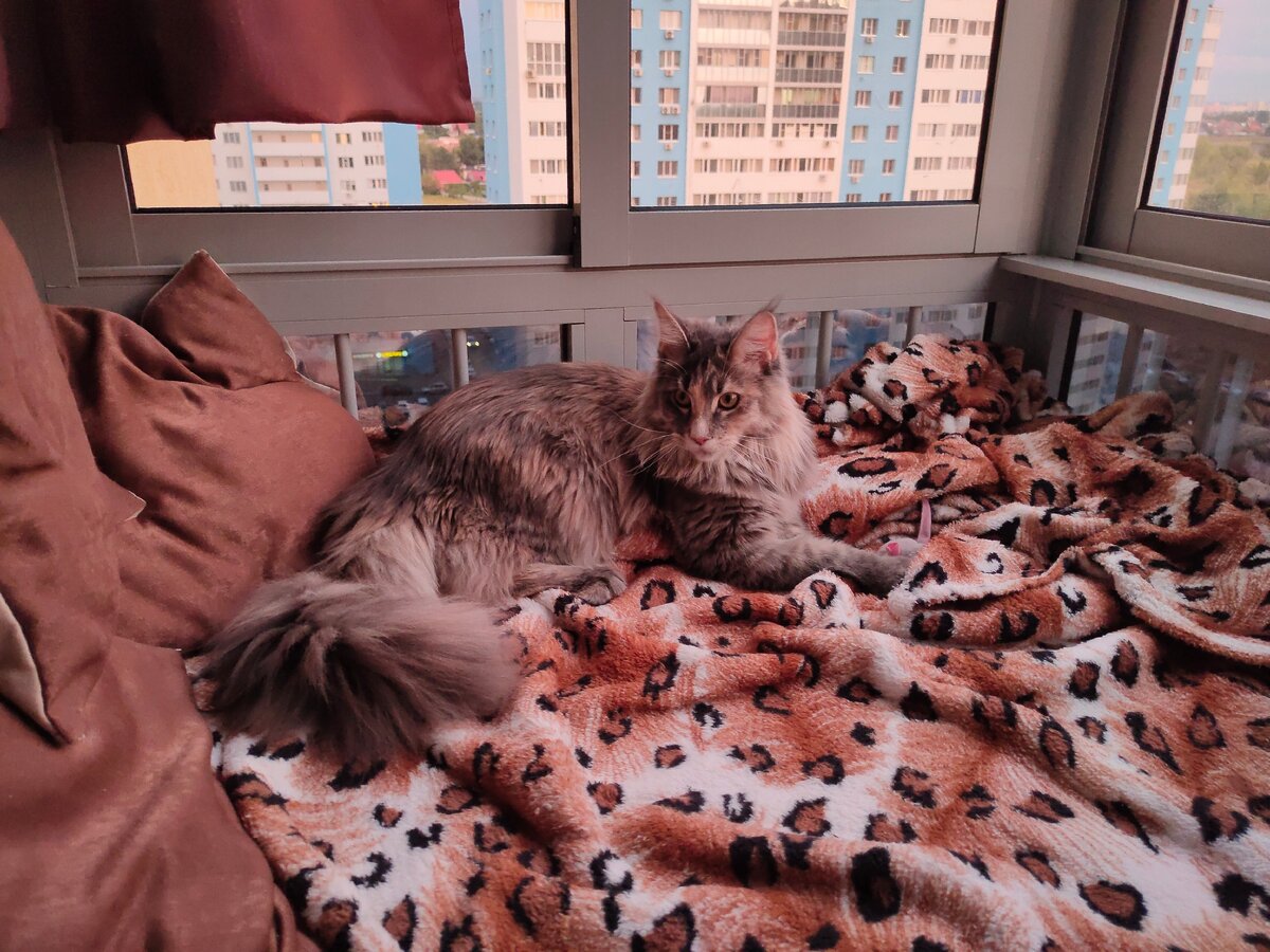 Интересный факт: собаку, как домашнего любимца, заводят люди властные, привыкшие командовать и управлять, а вот хозяева кошек - прямая им противоположность. Они будут делать все, лишь бы угодить своей любимице.