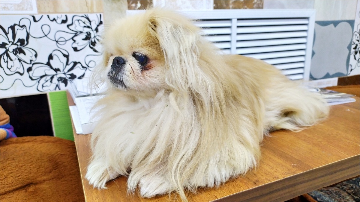 "У нас появился вот такой вот замечательный мальчик пикинесик. Скорее всего потеряшка. Ищем старых или новых хозяев"