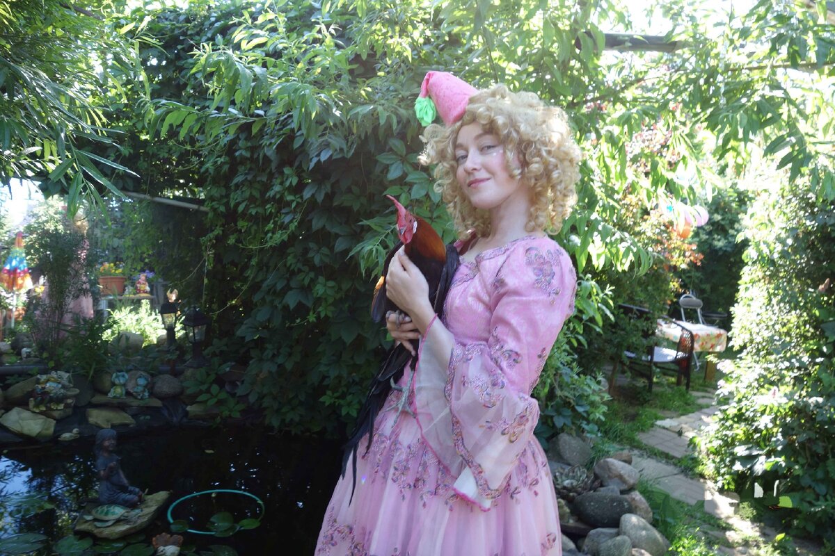 Петух породы феникс