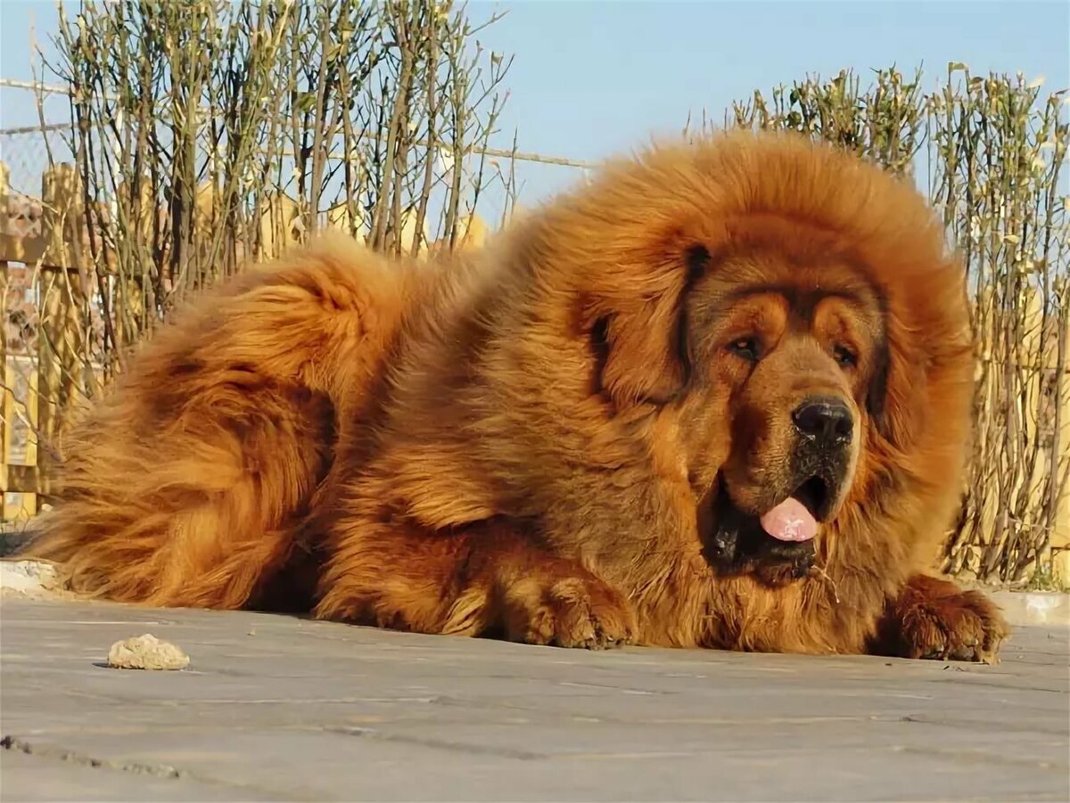 Тибетский мастиф.