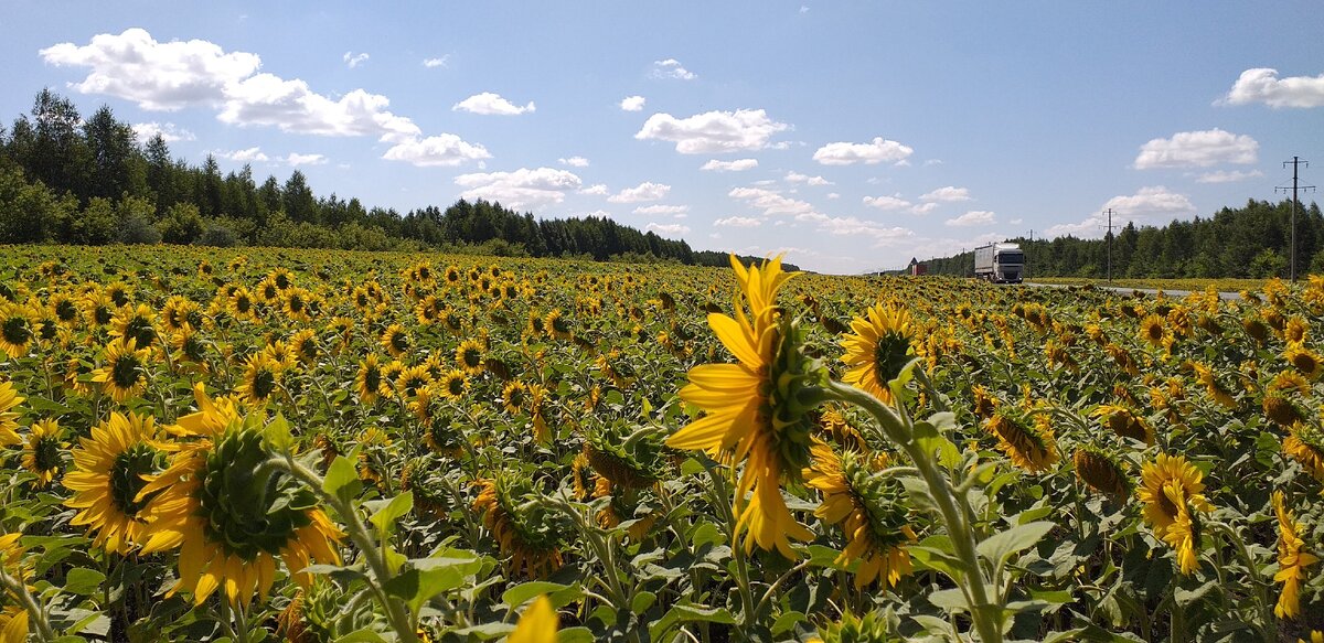 Недалеко от Саратова. Для меня, человека более северных широт, такие пейзажи в диковинку.