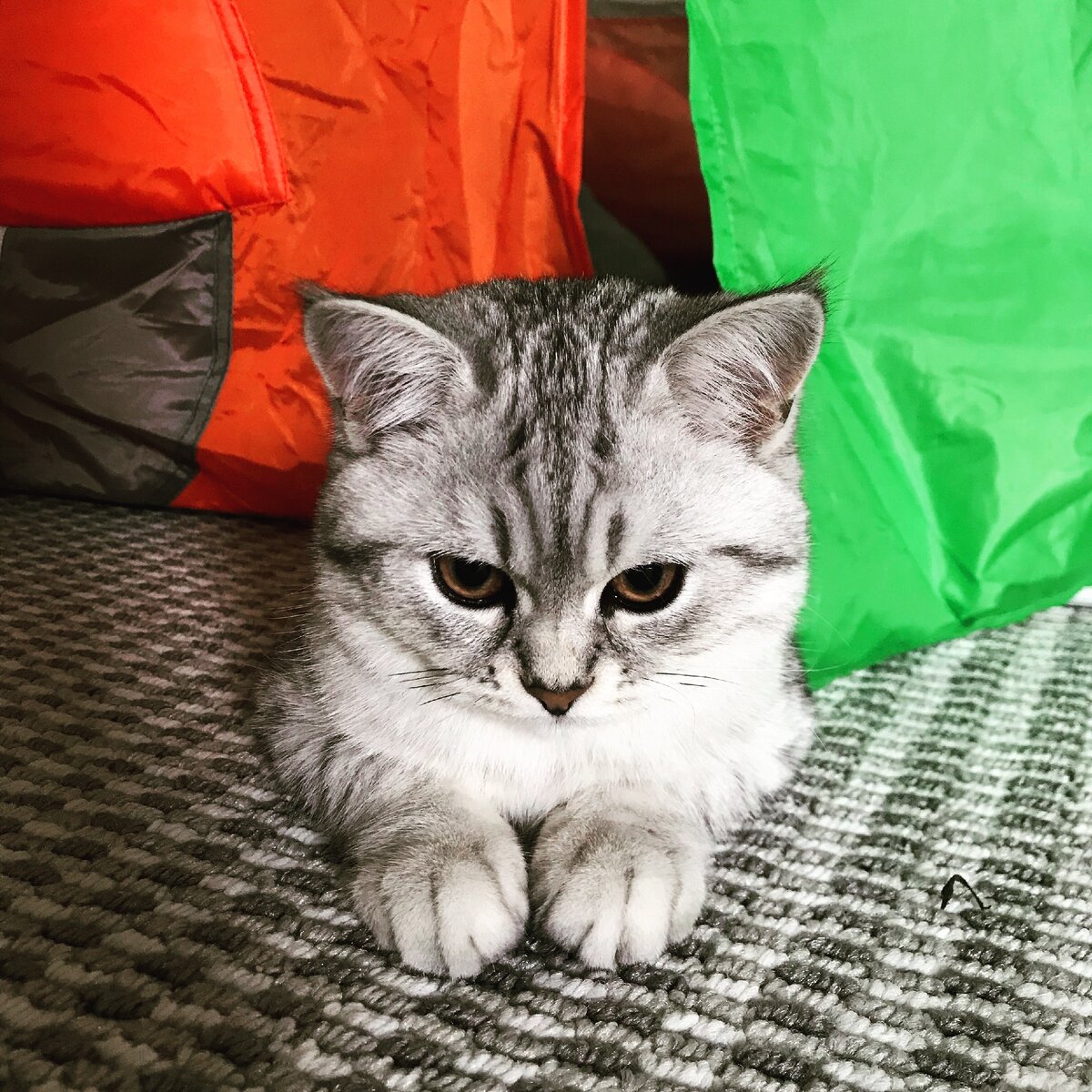 Кошка Майя