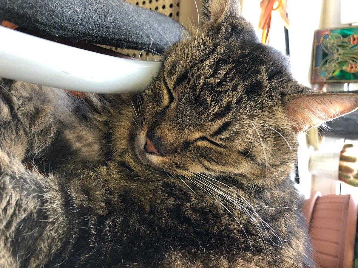 Сны кота Кузьмы. Фото автора