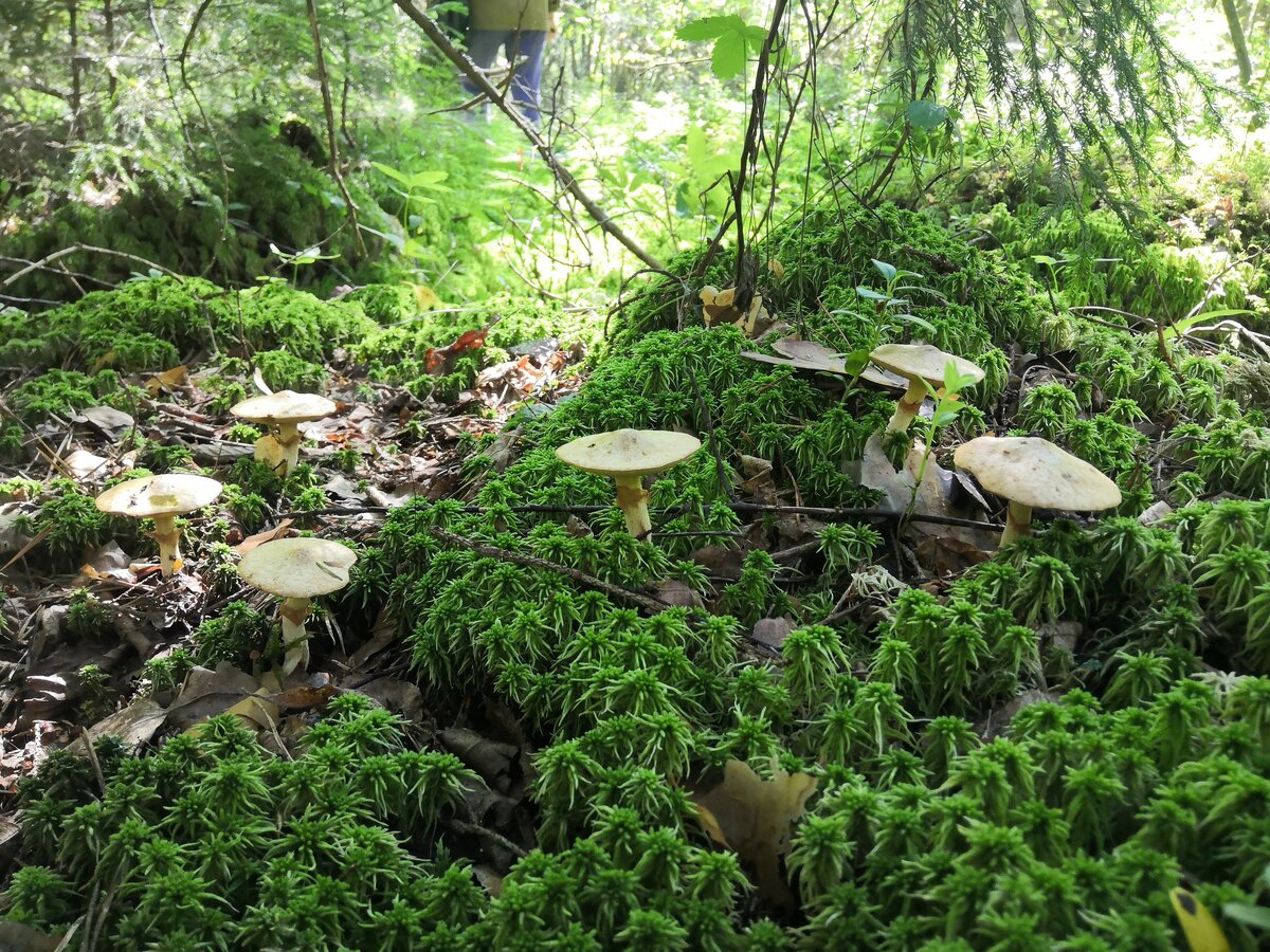 Маховички попались первыми