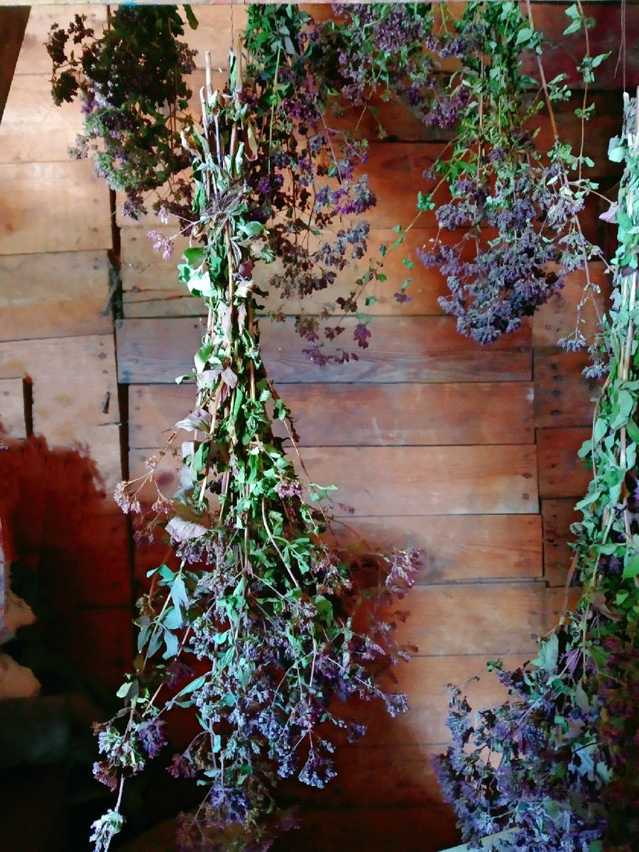 Душица сушится