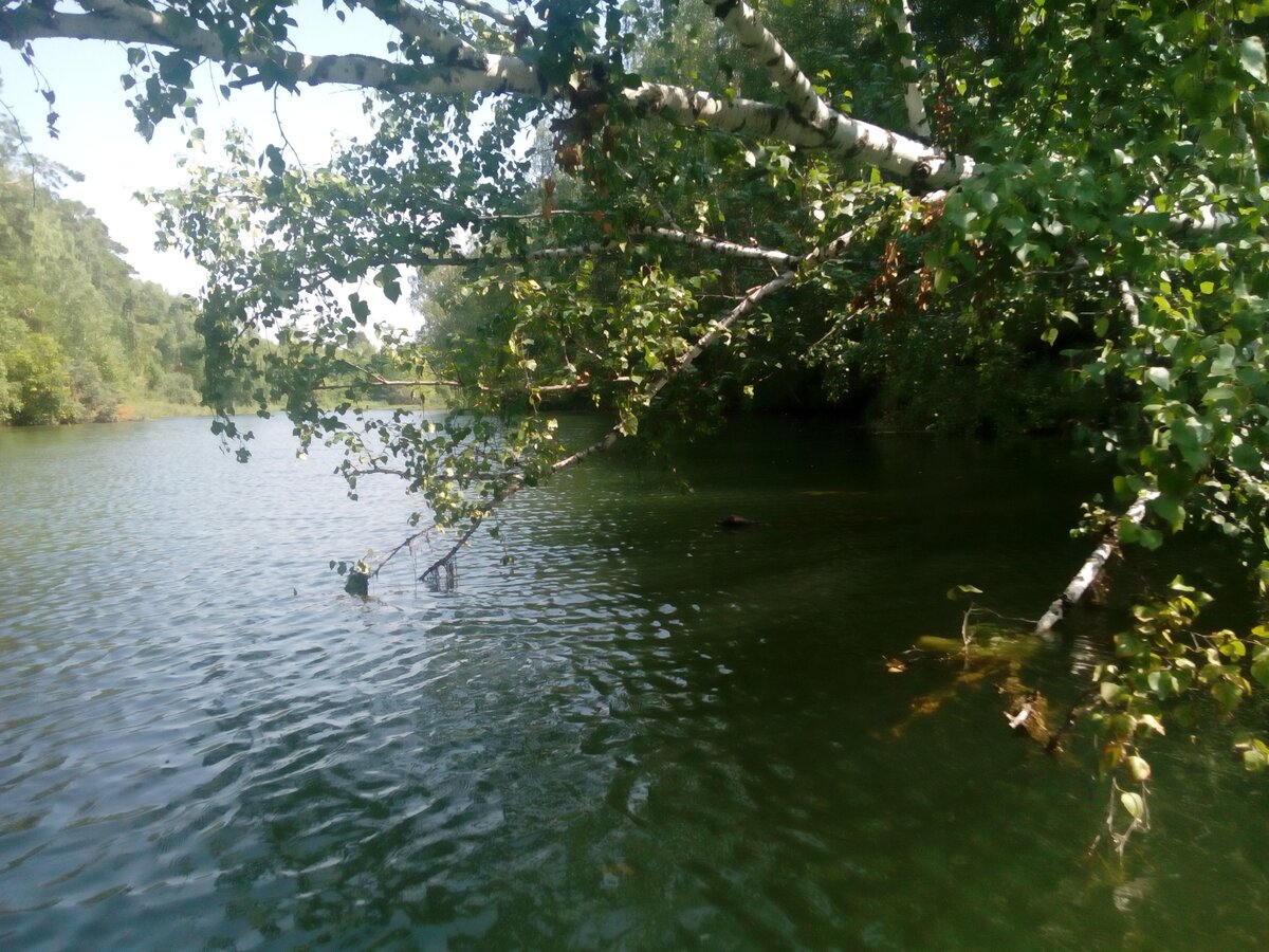 Береза.