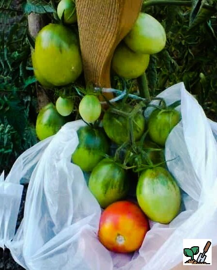 Проверил этот способ, работает на все 100