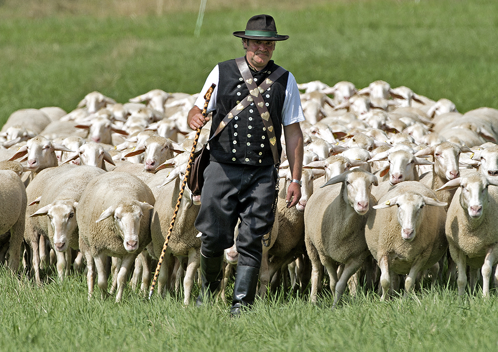 Пастухи гонят стадо. Пастух Чабан. Чобан пастух. Пастух с овцами. Пастух и Отара овец.