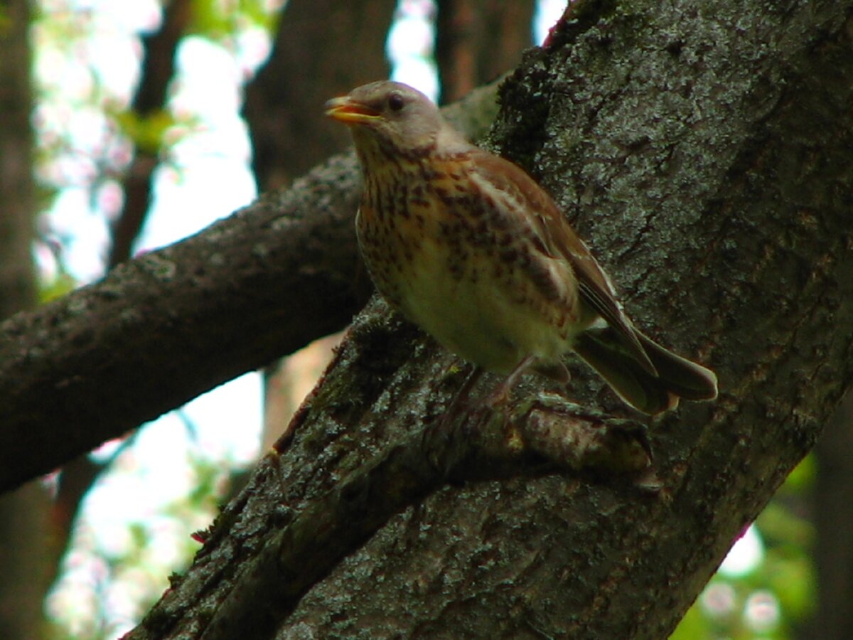 Дрозд-рябинник