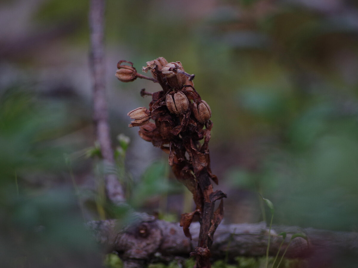 Семенные коробочки на прошлогоднем Подъельнике Обыкновенном в ООПТ "Болото Ламмин-Суо", Ленинградская область