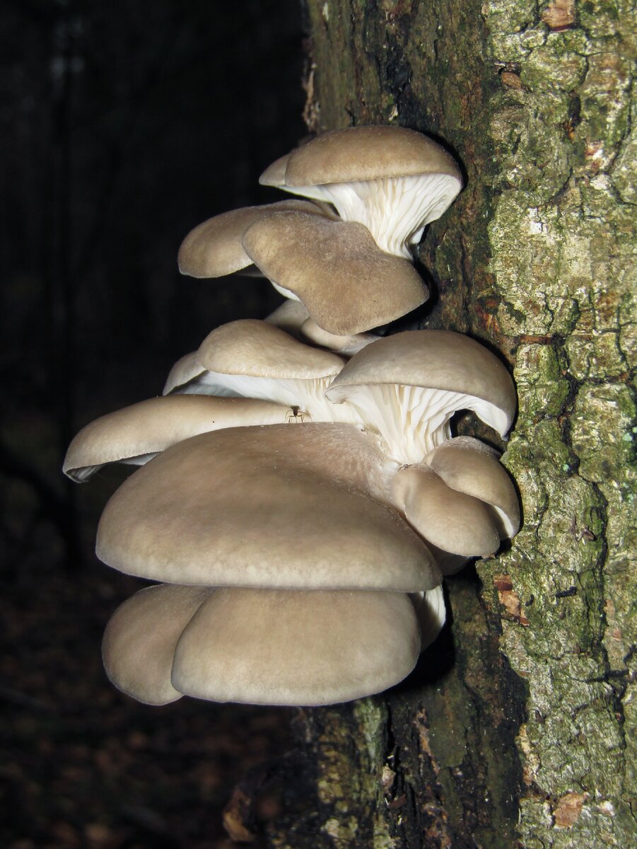 Вешенка обыкновенная (Pleurotus ostreatus)