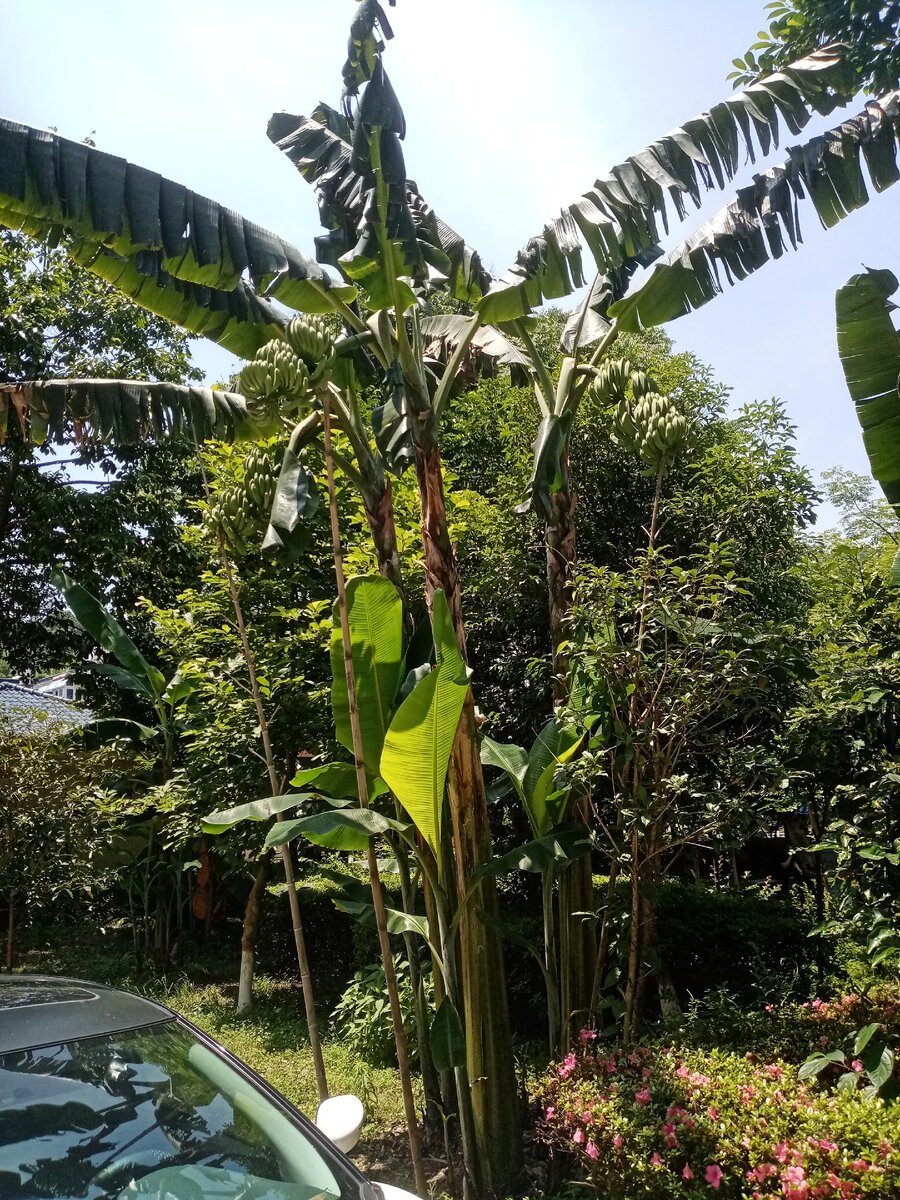 Банановые пальмы под окнами.