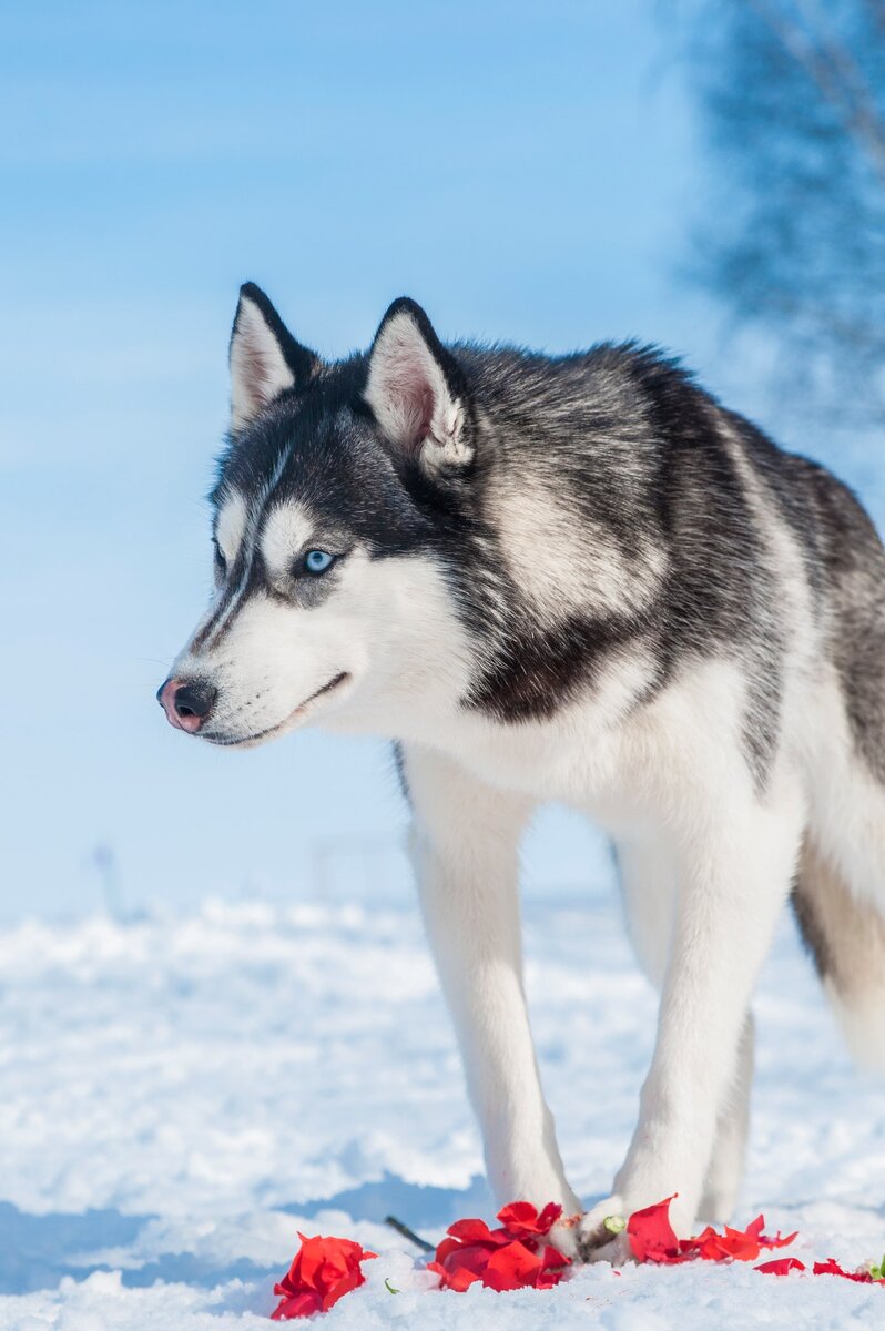 Шаман и убитая роза