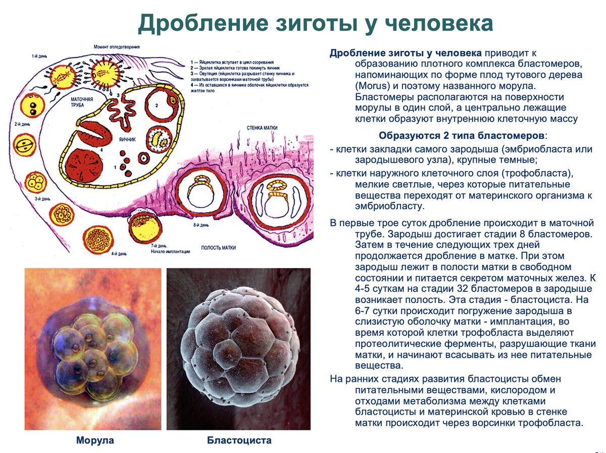 Презентация общая биология