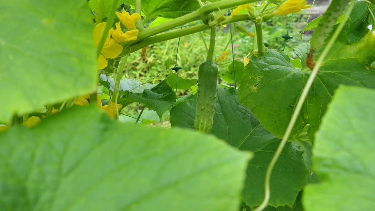 f 2.8  iso-200  1\125с  26мм.