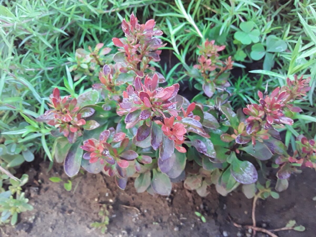 Барбарис Тунберга, сорт Bagatelle