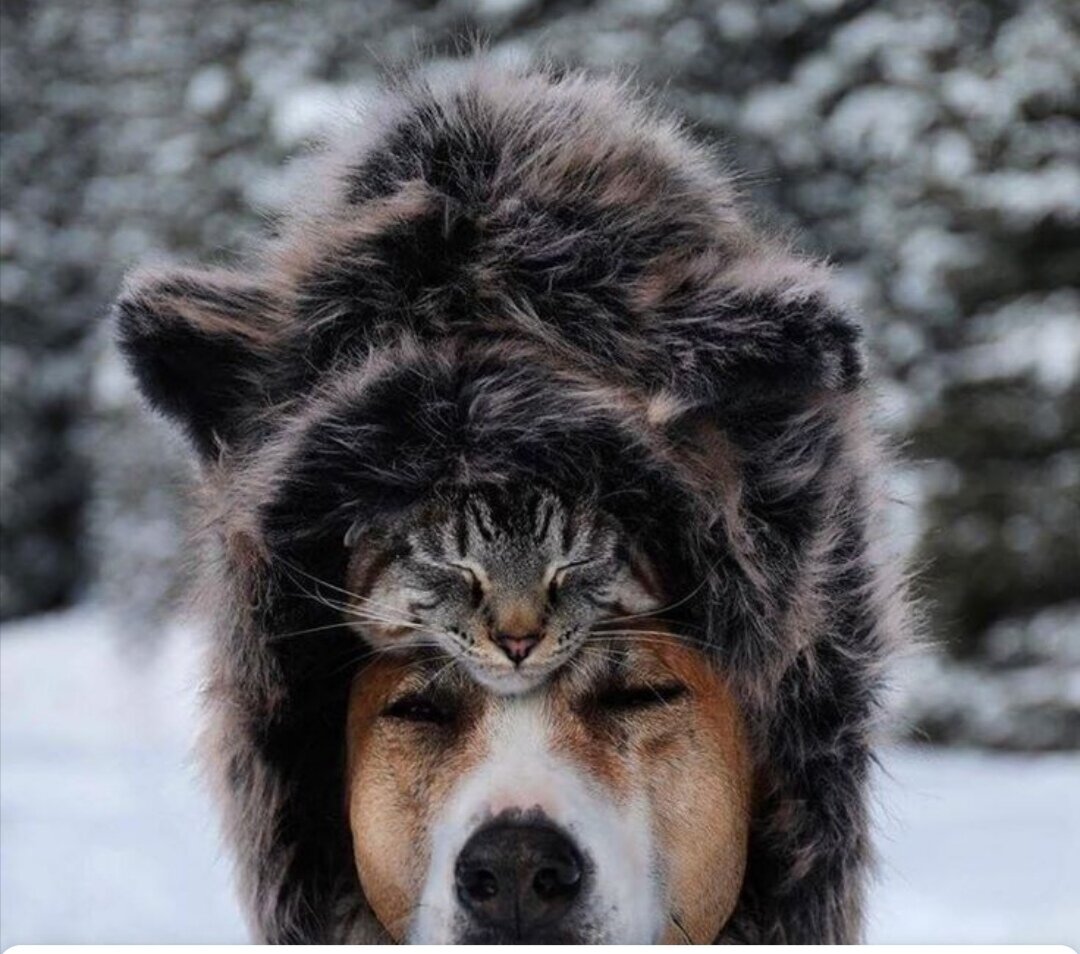 Несколько любопытных фактов о животных. 