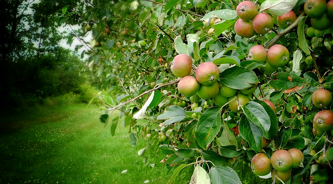Яблоки старого крыма. Яблоня полукультурная юнга. Поставка яблок. Яблоневое дерево. Яблоки старые.