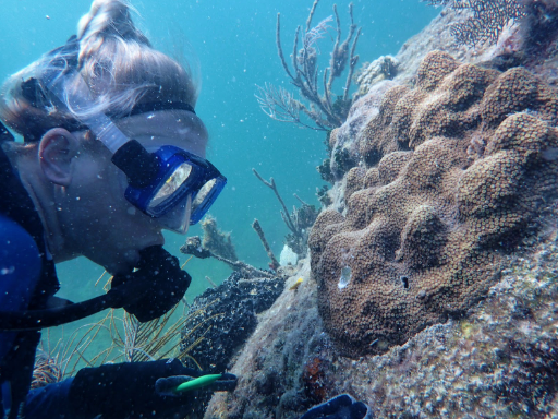 Фото: Mote Marine Laboratory & Aquarium