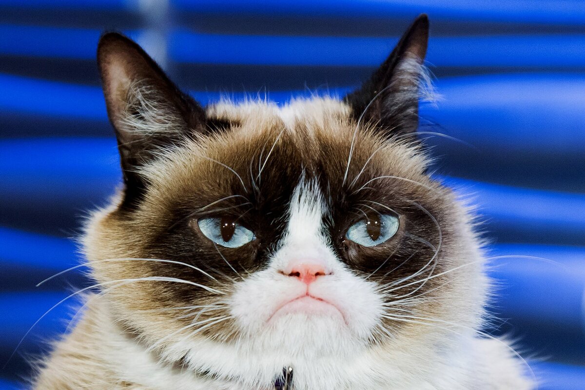 Grumpy Cat