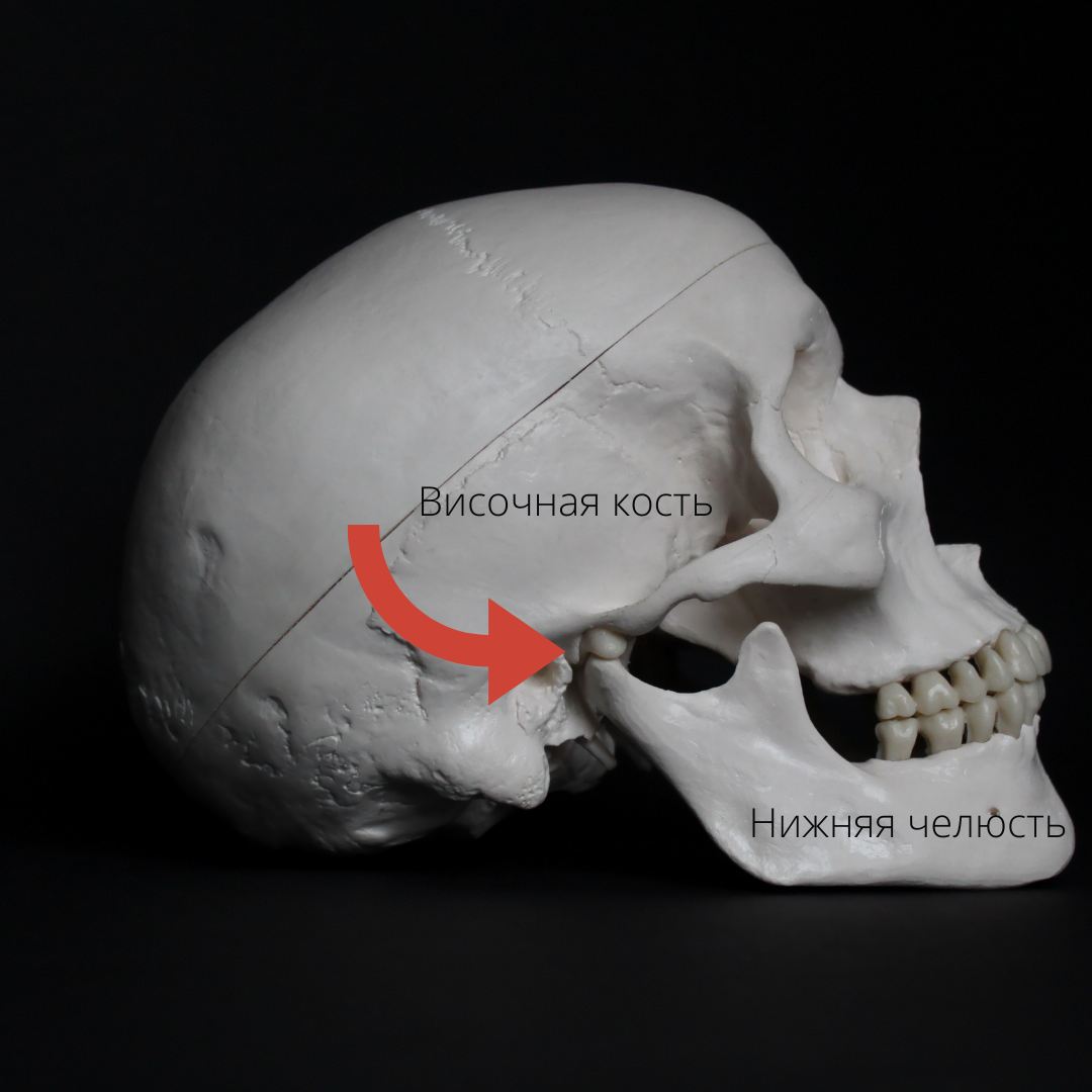 Височно-нижнечелюстной сустав