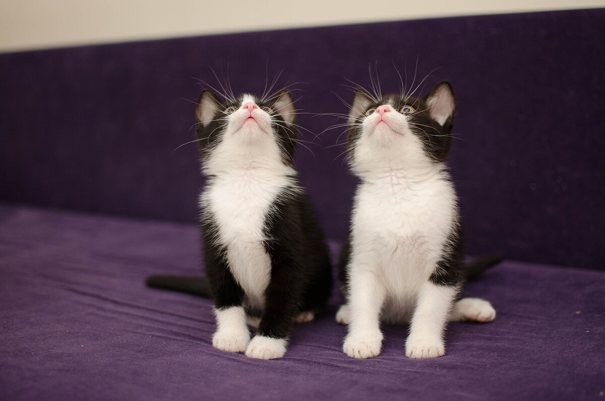 Фото из свободного источника pixabay.com