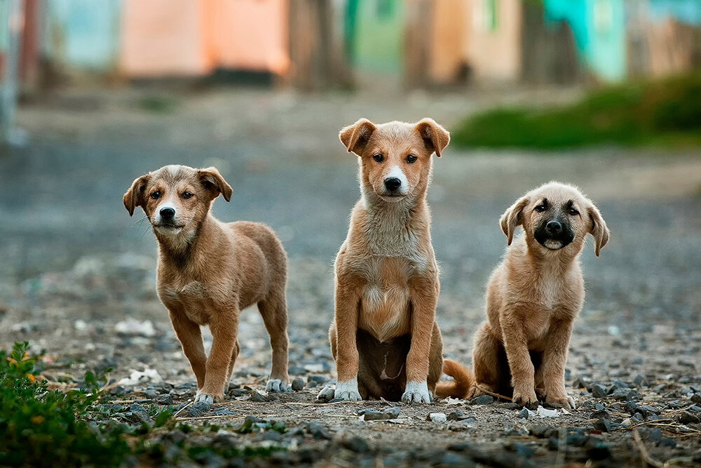 Фото: wallpaperscave.ru