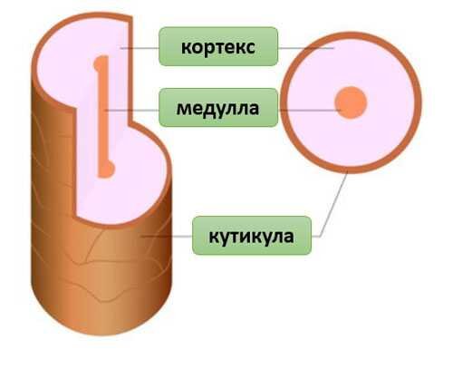 Строение волоса.