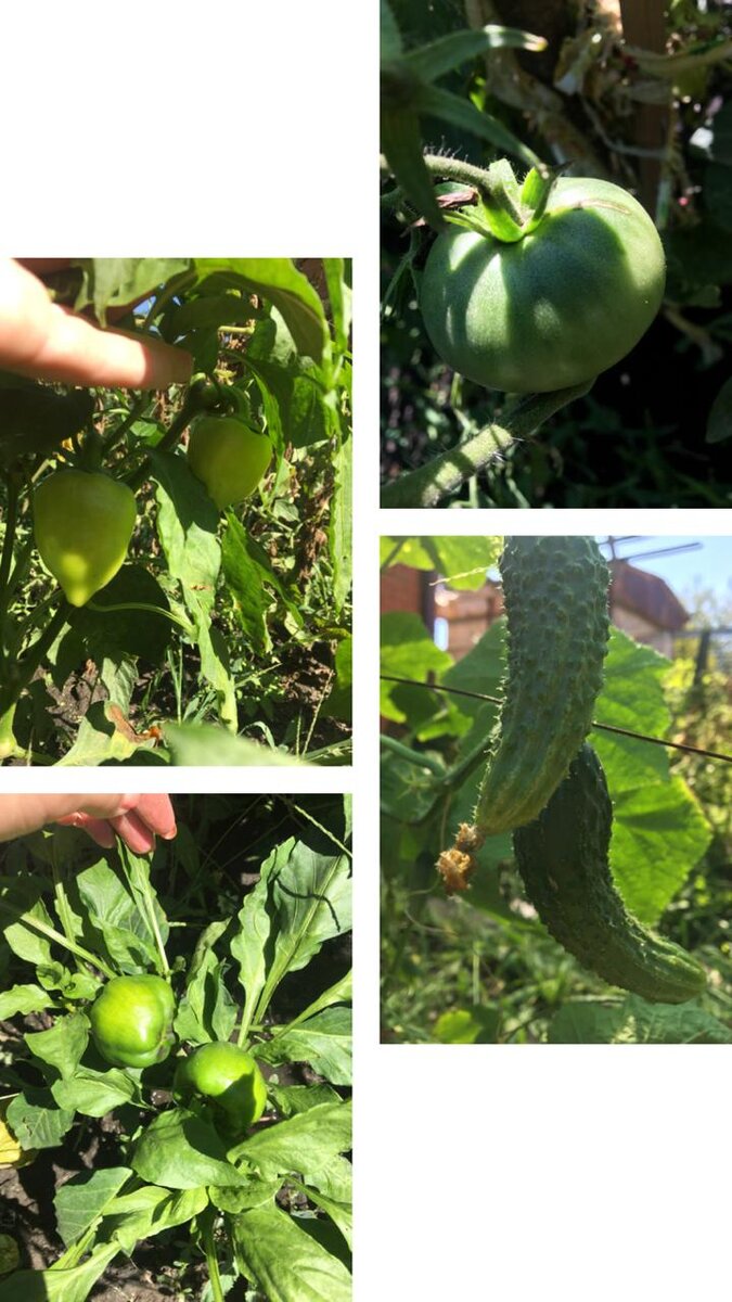 Ещё у нас свой небольшой огородик)