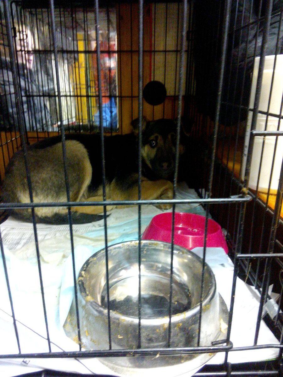 2. Кора в Приюте.