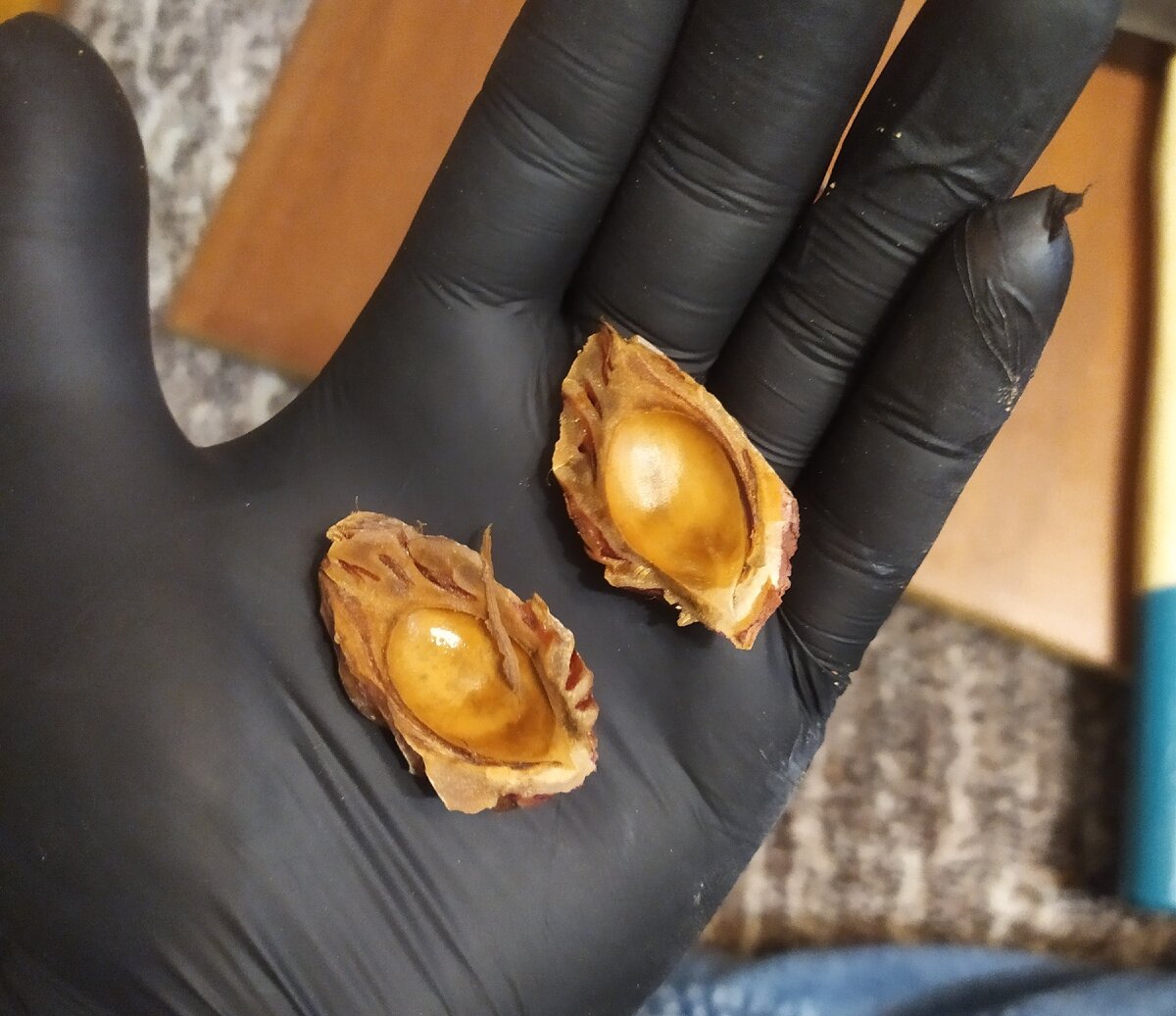 Расколотая косточка персика