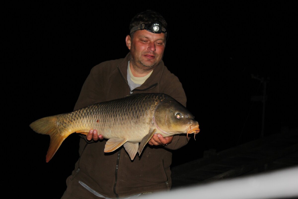 карп зеркальный. почему карп. рыба карп зеркальный. карп чешуйчатый и зеркальный. карп толстолобик белый амур.