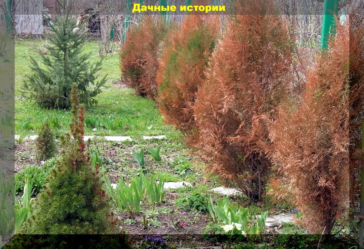 Чем подкормить тую весной после зимы. Туя пожелтела. Пожелтение туи белый кедр. Пожелтение туи после зимы. Туи пожелтели зимой.