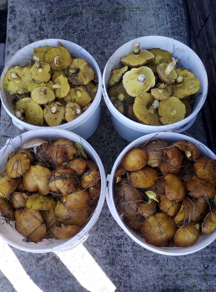 Моя добыча. Маслята. моё фото. 