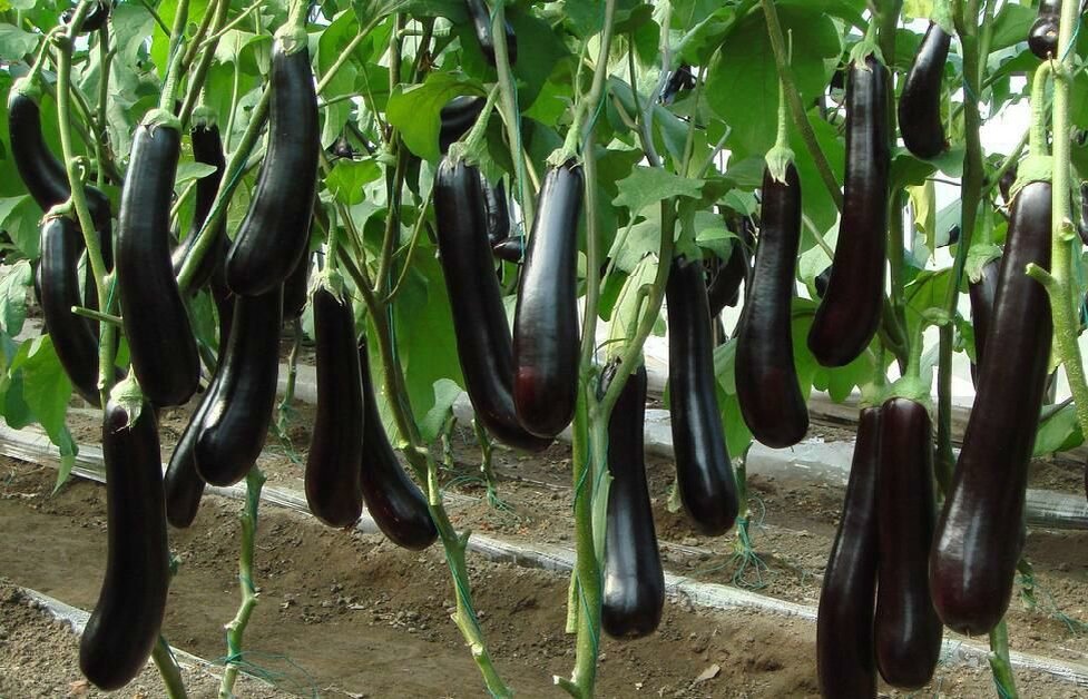 Как растут баклажаны картинки