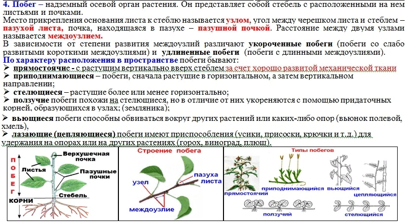 Какие корни образуются на стеблях и листьях