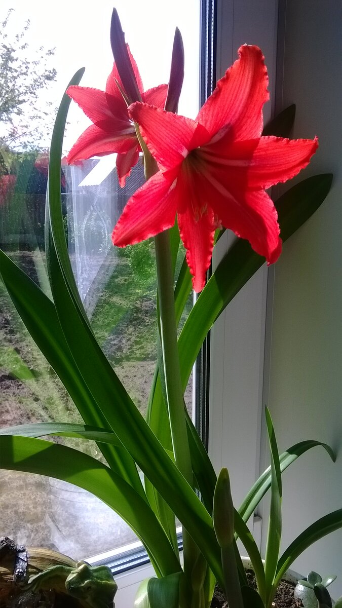 Гиппеаструм