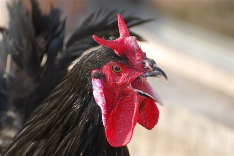 Стрелка. Источник https://www.google.ru/imghp