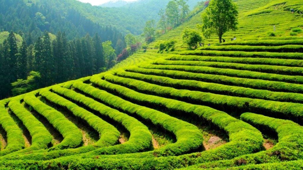 Плантации чая