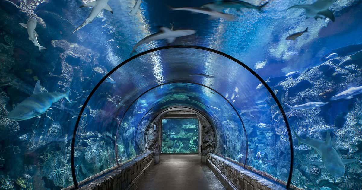 Немного похоже на то, как мы несемся на полной скорости к порталу. Правда, наш портал круглый, а не квадратный. И не дай бог в этот момент налететь на какую-нибудь рыбу. Мы, конечно, от столкновения не пострадаем. Но на долю секунды нас может затормозить. И мы врежемся в световую пленку портала.