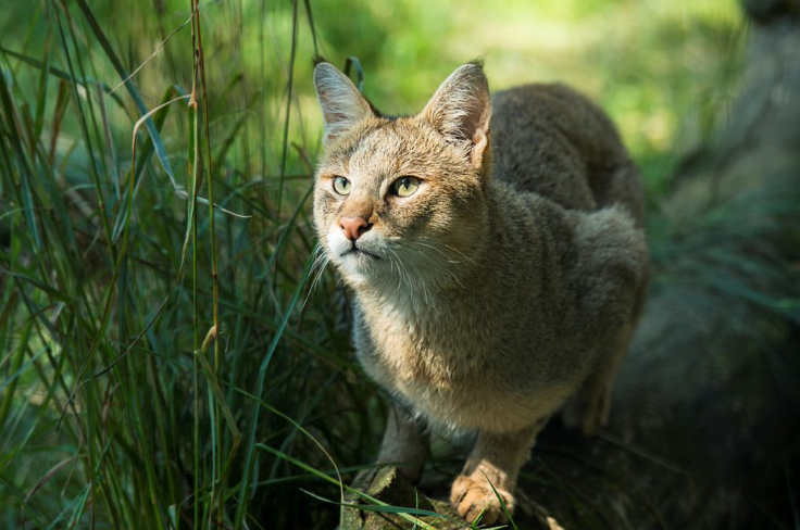 Камышовый кот волгоградская область дикий фото Какие кошки были у фараонов? Pets2.me Дзен