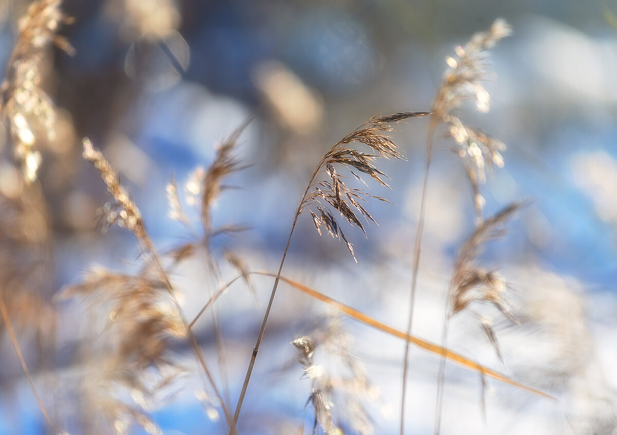 Тростник в канаве у дороги.