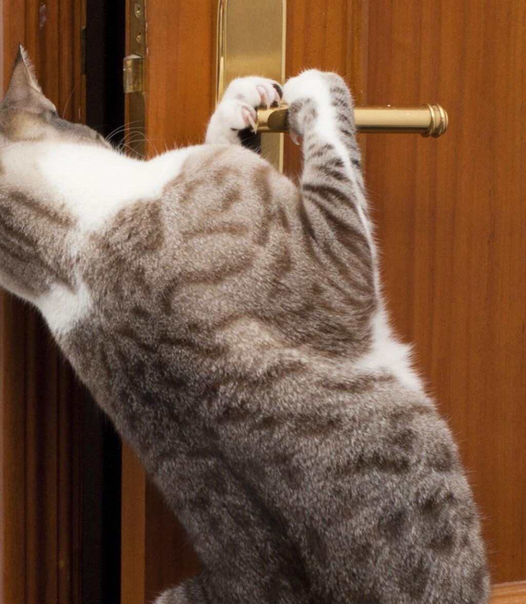 Дверь для кота. Почему коты закрывают двери. Котик ждет у двери. Дверь для кота. Кот под дверью.