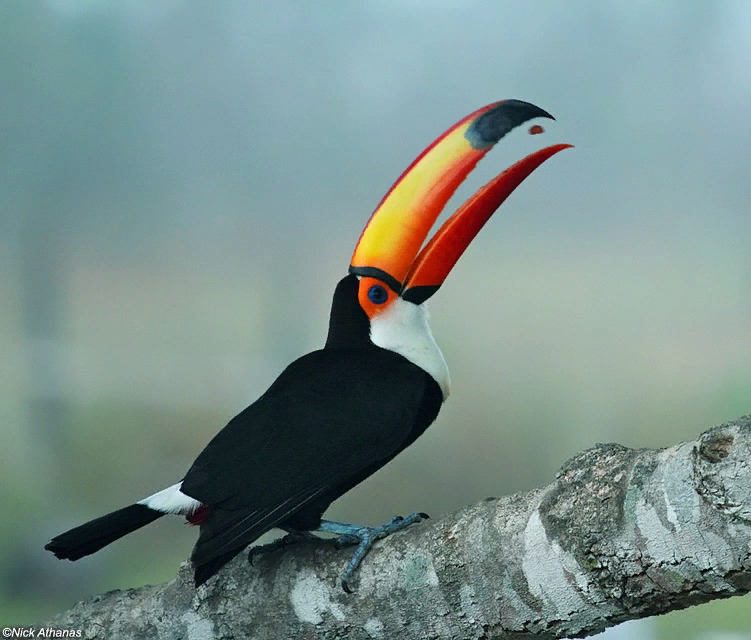 Как называется птица с оранжевым клювом. Желтогорлый Тукан. Красноклювый Тукан. Тропическая птица Тукан. Тукановые Тукановые.