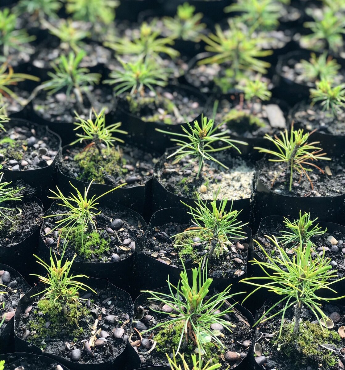 Саженцам на фото - 2,5 года 