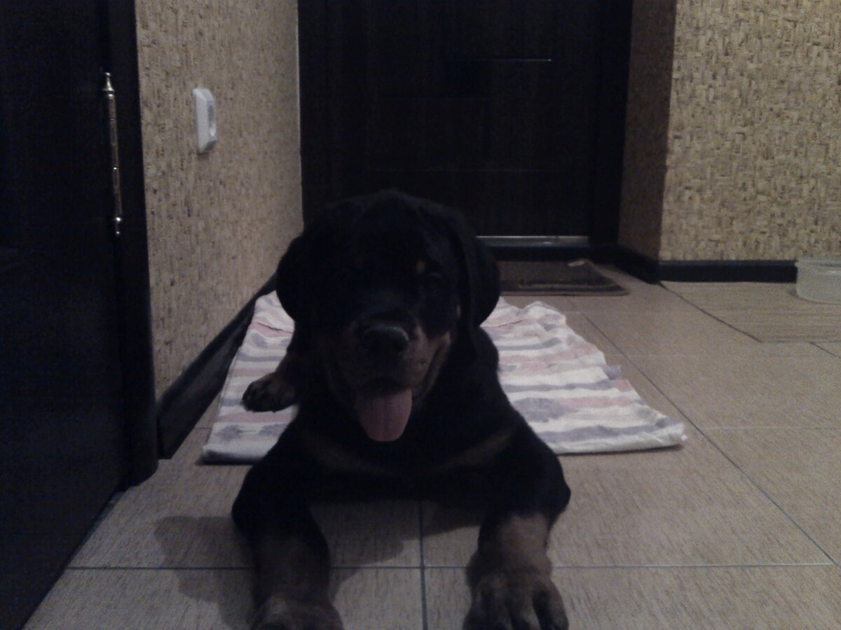 Это я пытался приучить его спать на подстилке. Наивный. Сам же в первую же ночь забрал к себе на диван эту морду.