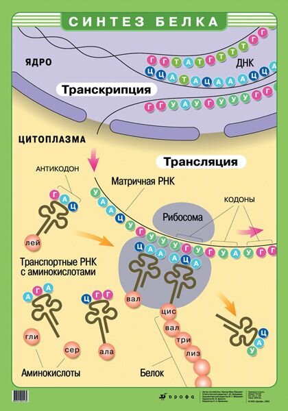 Схема биосинтеза белка.